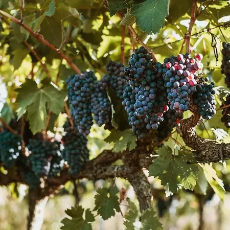 Masseria Li Cuti Dimora Nel Bed & Breakfast *